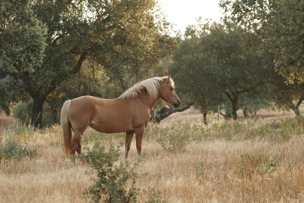 Markadia Odivelas (Ferreira do Alentejo) Exterior photo